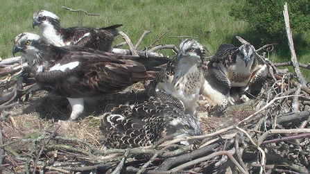 MWT Five ospreys on the nest