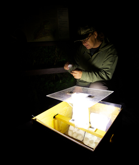 Dyfi Osprey Project volunteer checking moth traps