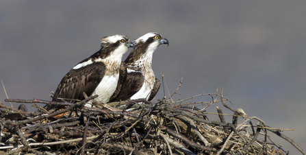 © MWT - Monty and Nora on the nest. Dyfi Osprey Project.