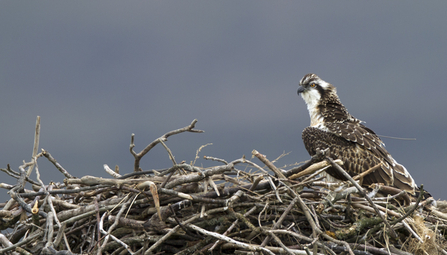 © MWT  - Ceulan with tracker, on the nest. Dyfi Osprey Project