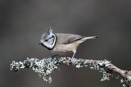 Crested tit by Jo Cheetham