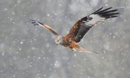 Red kite by Paul Leafe