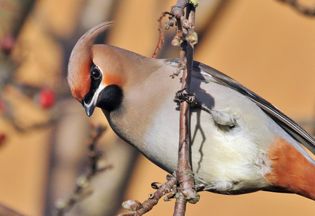 Waxwing by Andy Garland