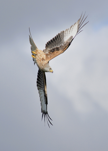 Red kite by Mike Hayward