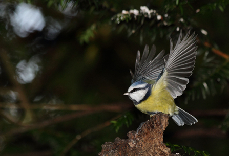 Blue tit by Mike Powney
