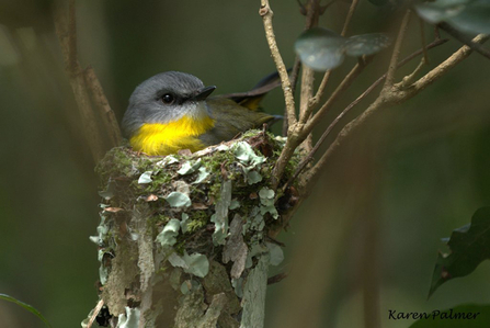 Eastern yellow robin by Karen Palmer