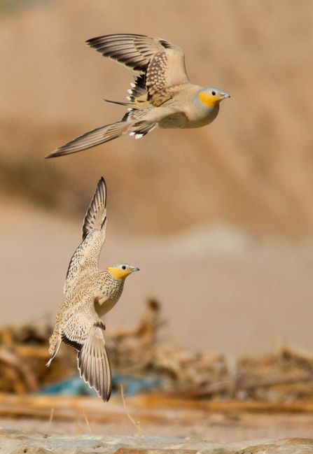 Spotted sandgrouse by Chris Townsend