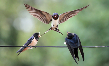 Swallows by Rose Ravenscroft