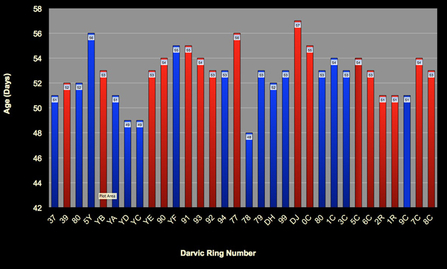 Dyfi & Glaslyn chick fledging chart, 2005 to 2013