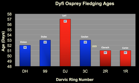 Dyfi chick fledging ages, 2011-2013