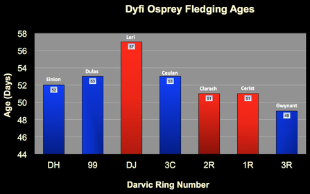 Dyfi chick fledging ages, 2011-2014 (through Gwynant)
