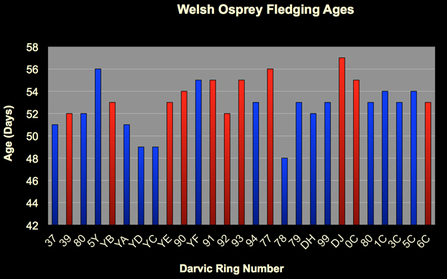 © MWT. Welsh Osprey Fledging Ages chart. 2005-2012
