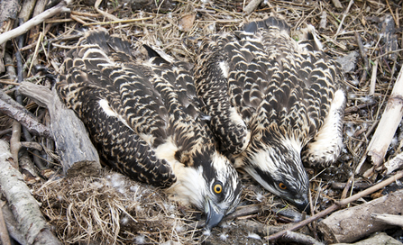 © MWT - Clarach & Cerist in nest on ringing day. Dyfi Osprey Project