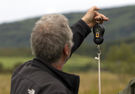 © MWT. Cerist being weighed by Tony Cross. Ringing 2013, Dyfi Osprey Project
