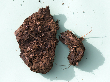 MWT - Cow pat found in nest (2015)