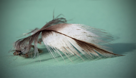 MWT - Osprey feather found in nest (2015)