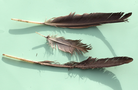 MWT - Goose feathers found in nest (2015)