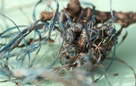 MWT - Twine string found in nest (2015)