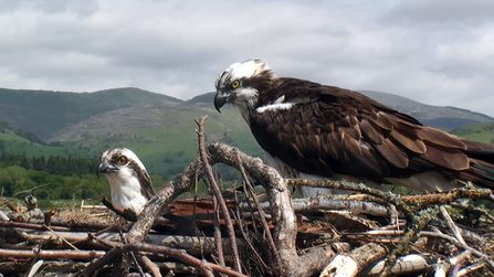 © MWT - Monty incubating, with Glesni, 2015