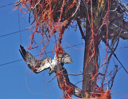 Osprey caught in twine on nest in Idaho, 2014 (rescued)