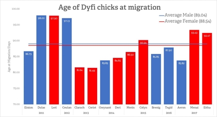 MWT - Age of Dyfi Chicks at Migration 2011-2017
