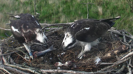 © MWT - Glesni and Monty with 3 eggs, 2017. Dyfi Osprey Project