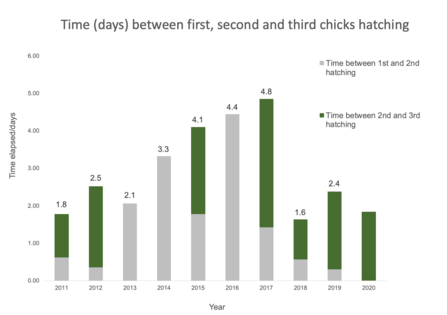 Time (days) between first, second and third chicks hatching, 2011-2020