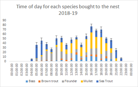 Time of day for each species brought to the nest by Monty, 2018-19