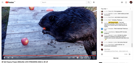 Live Beaver Streaming