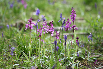 Early Purple Orchid