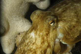 Common octopus