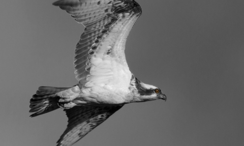 MWT Ospreys - the fight back