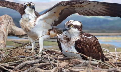 Osprey basics