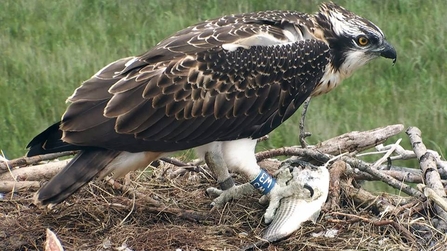 MWT Brenig with a fish