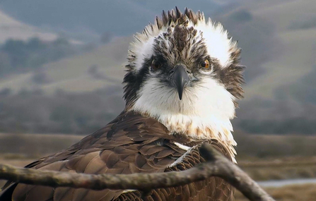 © MWT - Monty, April 2013. Dyfi Osprey Project.