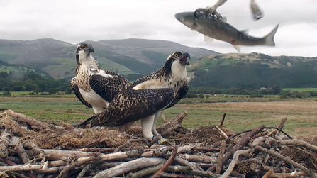 © MWT  - Cerist and Clarach, 2013. Dyfi Osprey Project