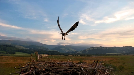 Coron fledges