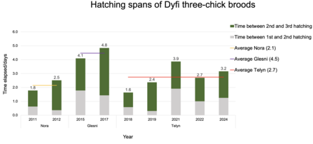 Hatching spans of three-egg broods