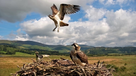 Senni fledges