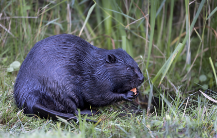 Barti - a black morph beaver