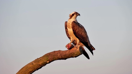 Idris has one last look around for Gwenlais before starting his migration.