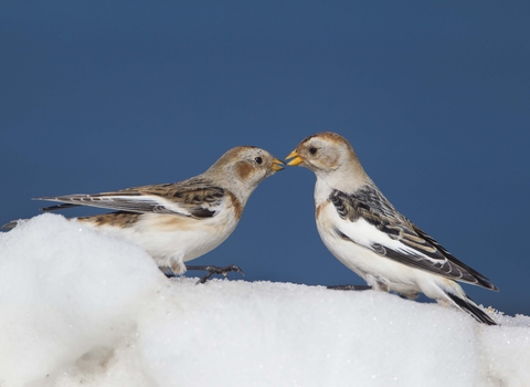 Snow Bunting