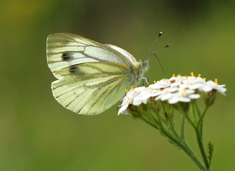 Green-veined White