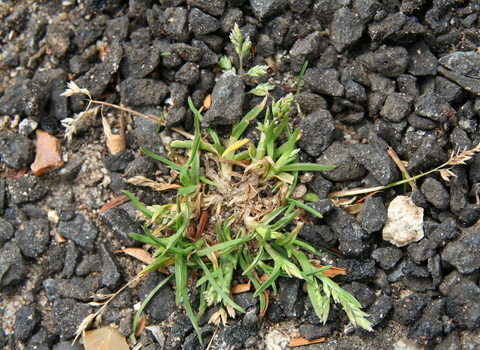 Annual Meadow-grass