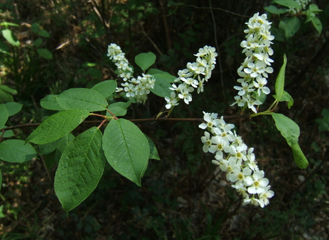 Bird Cherry