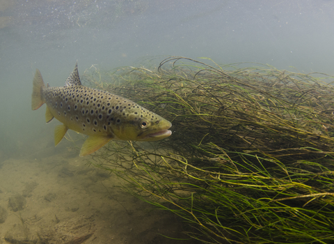 Brown Trout