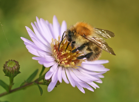 Common Carder Bee