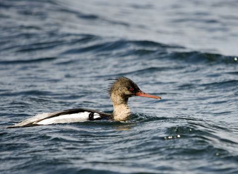 Red-breasted Merganser male