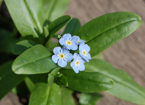 Water Forget-me-not