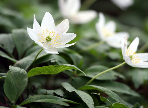 Wood Anemone